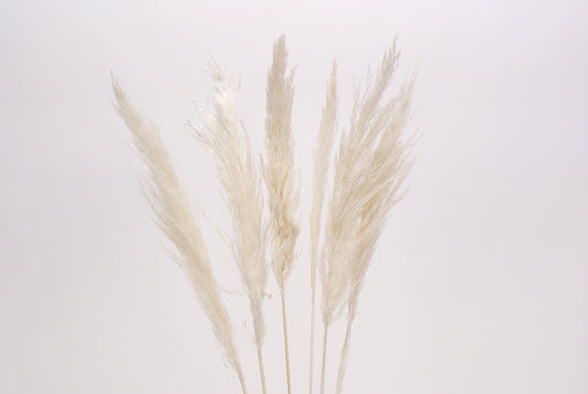 Pampas Grass-White